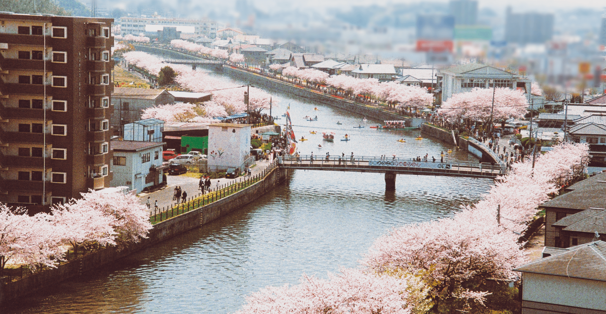 金山川の桜並木
