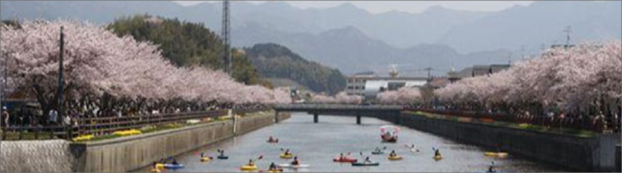 金山川の桜並木とボートに乗る人々